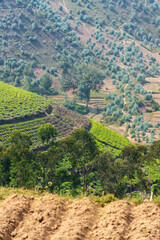 Tea plantation among mountains and along highway