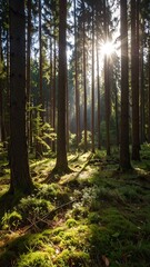 Naklejka premium Sunbeams in a dense forest