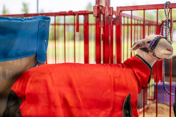Sheep in colorful coat stands in enclosure during sunny day at agricultural fair event