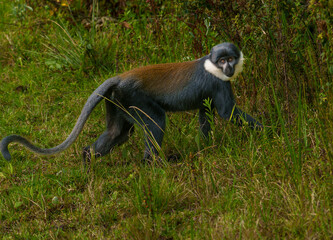 Colobus monkey beside highway in Nyungwe National Park mountains in Rwanda.