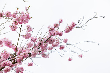 Fototapeta premium Lovely pink flowers are blooming beautifully on branches set against a serene backdrop, ideal for spring themes