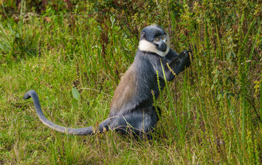Colobus monkey beside highway in Nyungwe National Park mountains.
