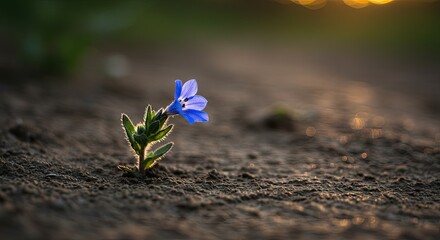 Single blue flower blooming in soft focus with warm sunlight background