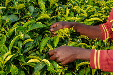 picking tea in mountain plantations in Nyungwe National Park plantation