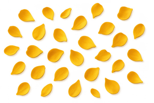 Yellow petals scattered on transparent background