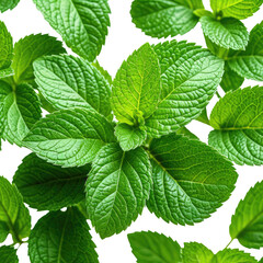 Fresh green mint leaves, vibrant and healthy, close up. Natural background