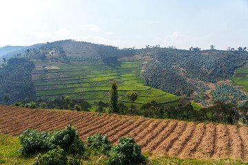 Tea plantation among mountains and along highway