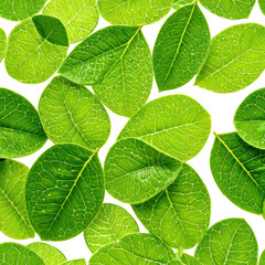 Fototapeta premium Fresh, green leaves arranged closely. Water droplets on leaves