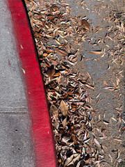 Autumn leaves on the street at a red curb