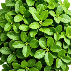 Lush, full bush of vibrant green leaves with tiny budding flowers