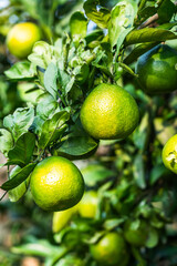 Green citrus fruits are seen hanging on a tree with dense green leaves, representing a healthy and fresh produce scene.
