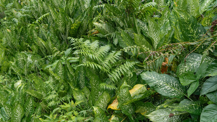 Thickets of lush tropical vegetation. Green fern leaves, large with white spots of Aglaonema. Close-up. Full screen. Natural background. Malaysia.