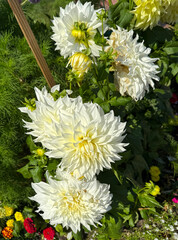 White chrysanthemums in a garden