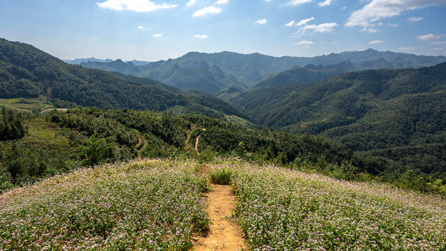 Buckwheat blossom in northern Vietnam on the Ha Giang loop