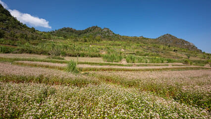 Buckwheat blossom in northern Vietnam on the Ha Giang loop