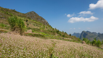 Buckwheat blossom in northern Vietnam on the Ha Giang loop
