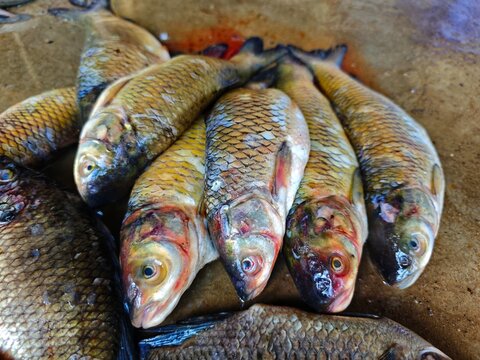rohu and catla carp sale in indian fish market HD