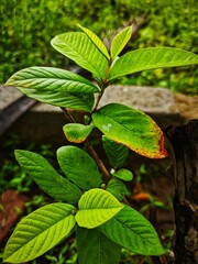 cinematic voew of guava tree green leaf wallpaper HD