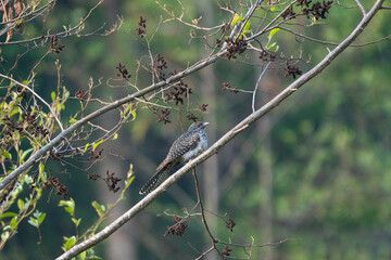 Beautiful Asian Koel (Eudynamys scolopaceus) perched on a tree branch in its natural habitat.