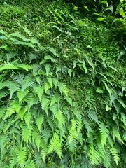fern leaves background for wallpapers 