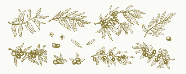 Green olive branch set. Hand drawn outline ink engraved sketch. Olive oil plant collection. Line art vector texture illustration. Green raw organic olive fruits and leaves vector illustration. © ZhumaStudio