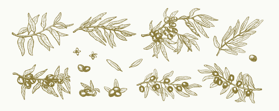 Green olive branch set. Hand drawn outline ink engraved sketch. Olive oil plant collection. Line art vector texture illustration. Green raw organic olive fruits and leaves vector illustration.