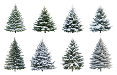 PNG Snow-covered evergreen trees collection, element set on transparent background