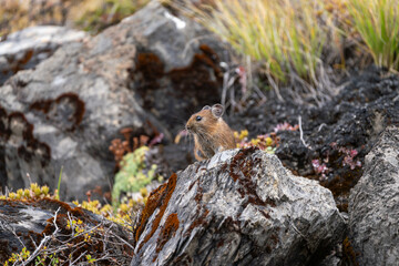 Obraz premium A Large-eared Pika sitting on a rocky slope in the Himalayas. This small, furry mammal with prominent ears is captured in its natural alpine habitat, symbolizing mountain wildlife diversity.