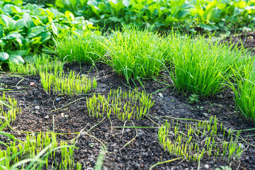 A close-up view of young green plants emerging from the soil in a garden setting.