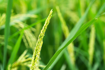A close-up view of green rice plants thriving in a well-maintained paddy field, showcasing the natural beauty of agricultural growth.