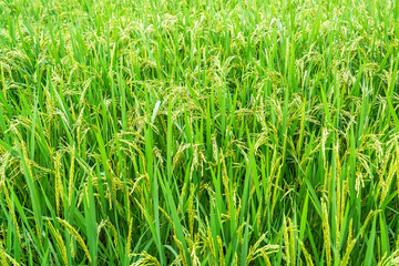 A lush green rice field with healthy rice plants growing, representing a thriving agricultural scene.