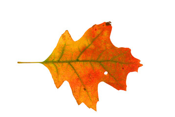 real colorful oak leaf isolated on white background