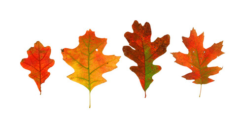colorful oak leaf isolated on white background