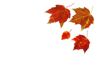 real colorful autumn maple leaves isolated on white background