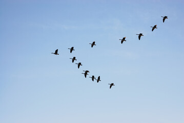 group of Canada goose flying in the sky