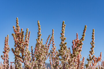 Halogeton glomeratus, family Amaranthaceae. saltlover, Aral barilla, halogeton. U.S. Highway 26 (US 26), Atomic City is an unincorporated area in Bingham County, Idaho. Snake River Plain