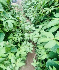 Real green leaves background for wallpapers 
