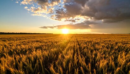 Golden Wheat Field Under Dramatic Sunset with Cloudy Sky