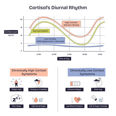 Obraz na płótnie Canvas Cortisols diurnal rhythm shows daily hormone fluctuations with a graph, sun, and moon icons, transparent background. Doodle style diagram