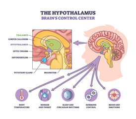 Obraz na płótnie Canvas Hypothalamus as brains control center is shown with labeled regions, arrows, and icons for body functions, transparent background.