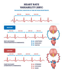 Obraz na płótnie Canvas Heart rate variability (HRV) is shown with ECG lines, brain, and heart icons, illustrating high and low HRV states, transparent background.