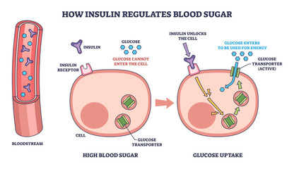 How insulin regulates blood sugar is shown with blood vessel, insulin, and cell, illustrating glucose uptake, transparent background.