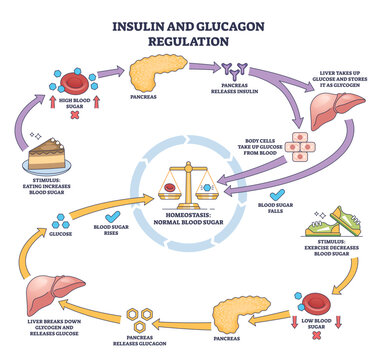 Insulin and glucagon regulation shows pancreas, liver, and blood sugar balance in a simple outline diagram, transparent background.