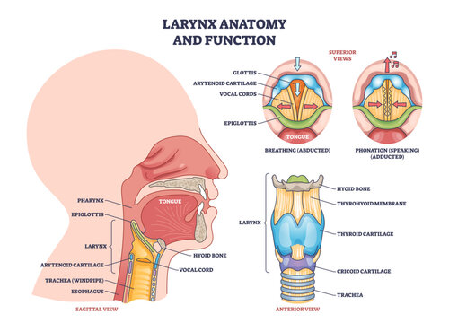 Larynx anatomy and function shows vocal cords, epiglottis, and thyroid cartilage in a clear outline diagram, transparent background.