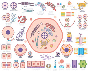 Cell organelle function and architecture visualizes nucleus, mitochondria, and endoplasmic reticulum in a labeled outline diagram, transparent background. Outline style worksheet collection