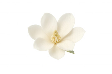 Fototapeta premium White magnolia flower opening, blooming, symbolizing spring and beauty on a transparent background