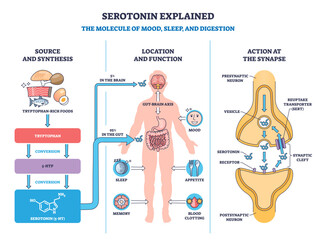 Serotonin explained with a visual outline showing synthesis, body locations, and synapse action, key objects, brain, gut, synapse, transparent background.