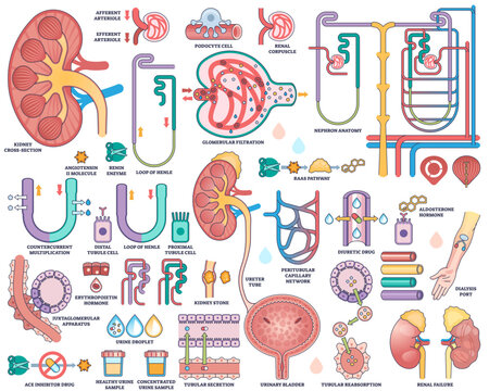 Urine Collection Images – Browse 5,270 Stock Photos, Vectors, and Video ...