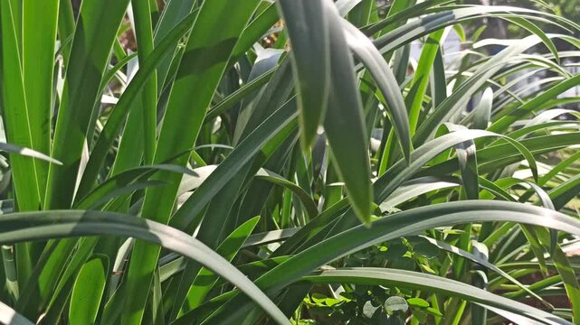 A stunning spider lily plant with elegant white petals and long, slender filaments, showcasing tropical beauty and graceful floral form.