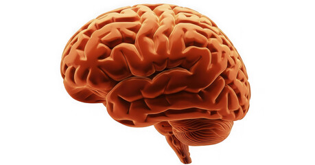 Human brain model anatomical structure isolated on transparent background
